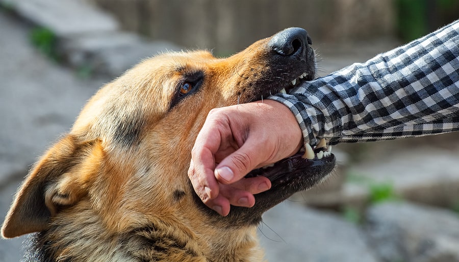 How Much Can You Sue for a Dog Attack?